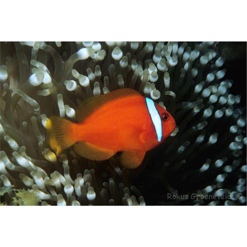 Amphiprion frenatus - imagine 4